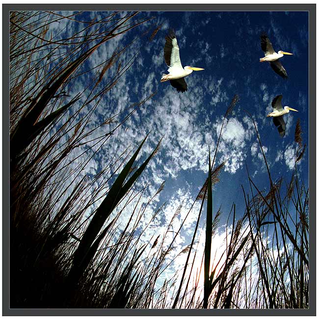 Flight above a high grass (Nature) (Digital)