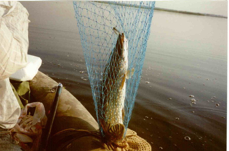 ""   Salmo Pike