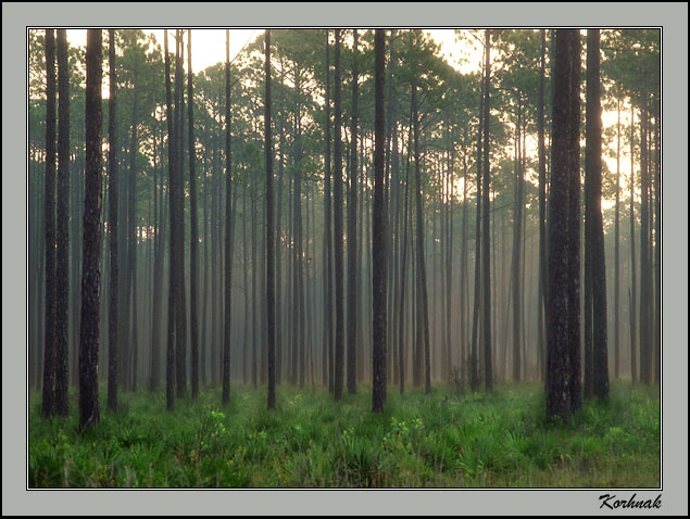 Florida Interior