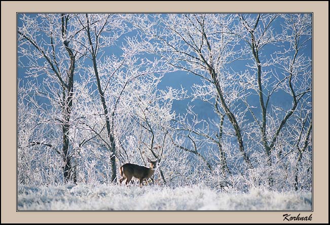 Frosty Deer