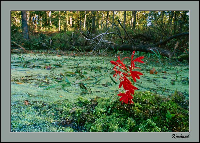   cardinal flower (#2)