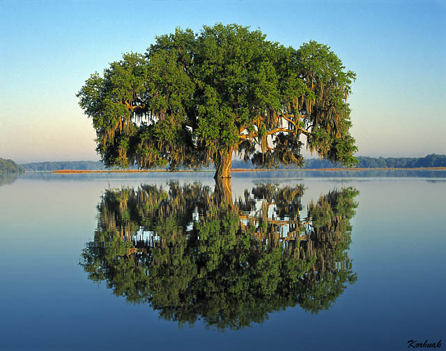 Tree and Friend