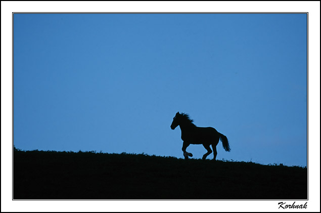 moonlight gallop