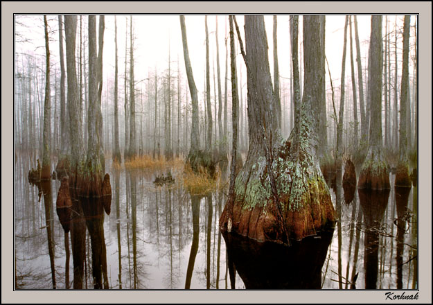 Florida Cypress Dome