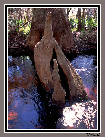 love in the Florida swamp