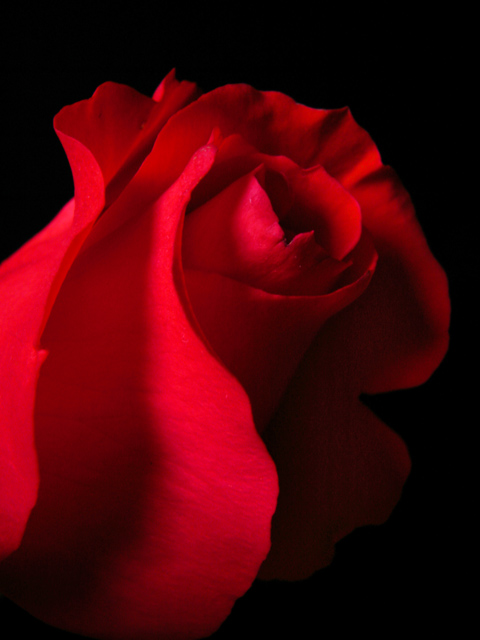 Red Rose