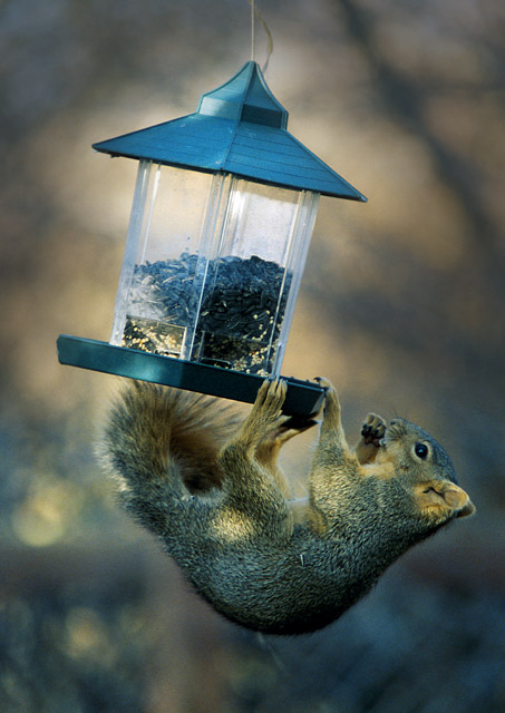 Strange Bird At The Feeder