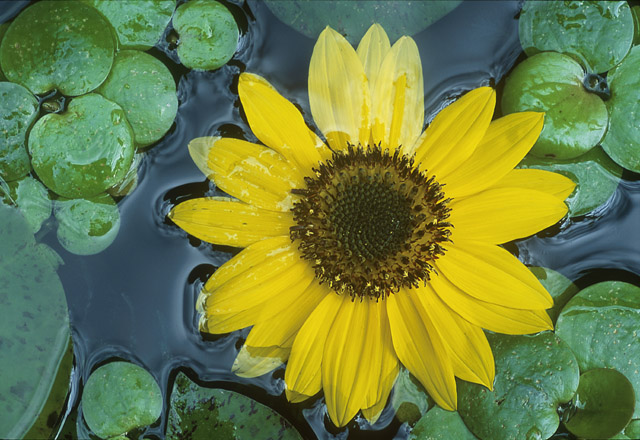 Sunflower Salad