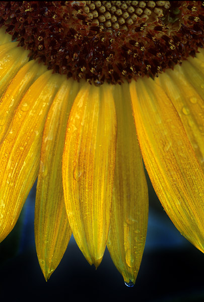 Sunflower Tear