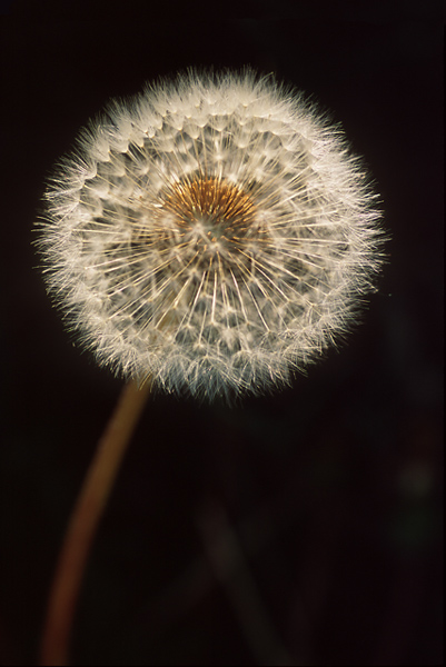 Dandelion Star