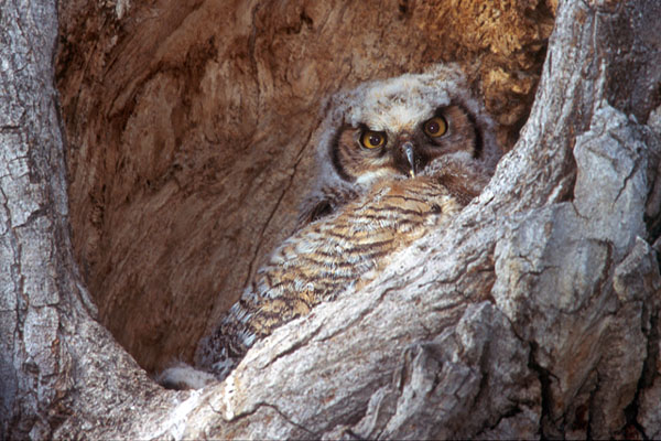 Baby Owl