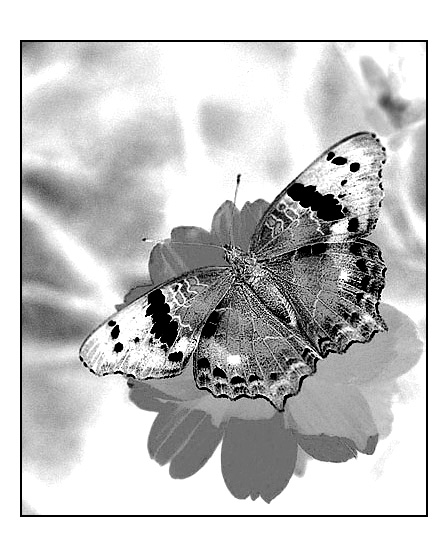 Butterfly II