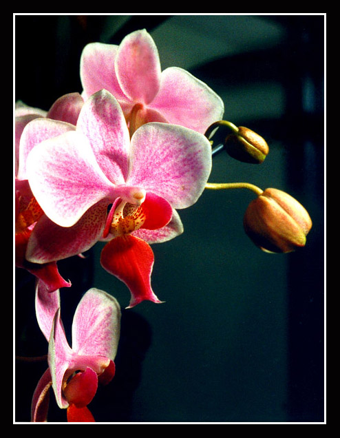 Pink orchid