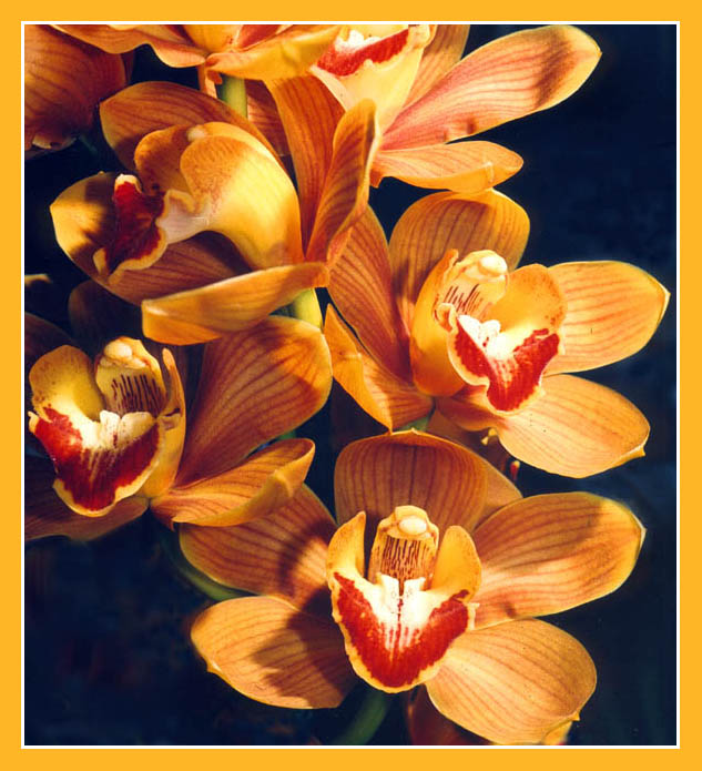 Orchids