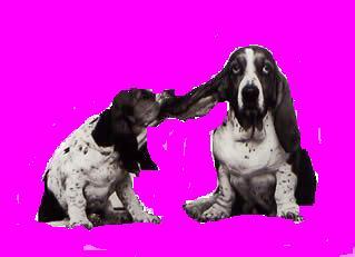 basset3