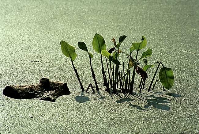   - Swampland Still Life