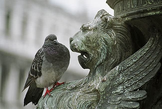   (  ) - Not Pigeon For Lunch AGAIN! (from the Italy series)