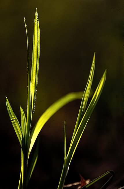   (   )- Grass Harp (from the Simple Truths series)