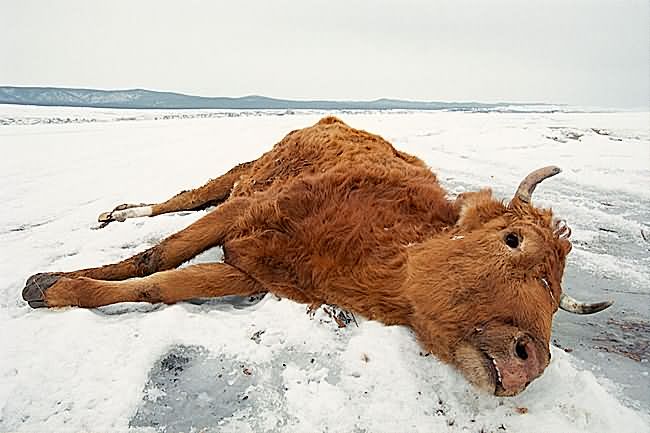    (  ) - Snow Cow (from the Lake Baikal series)