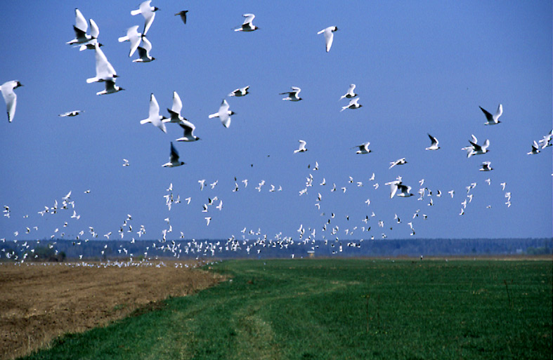 Sea-gulls