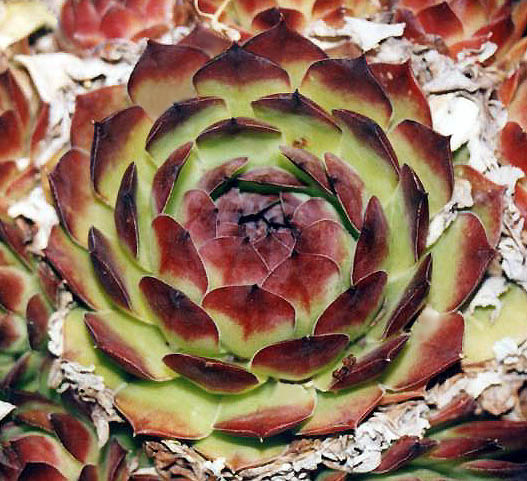  ?Sempervivum?