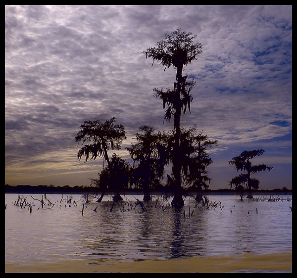  ?Swamp near Baton Rouge, LA?