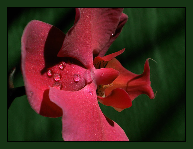  ?Orchids. The flight over coockoo`s nest.?