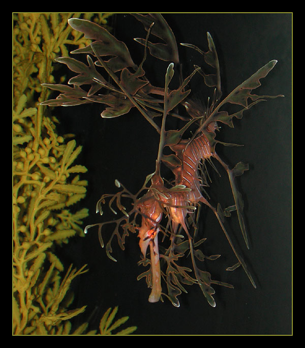  ?Leafy Sea Dragon (Phycodurus equus)?