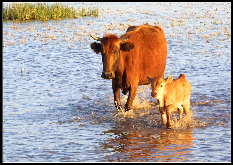  ?Crossing the puddle?