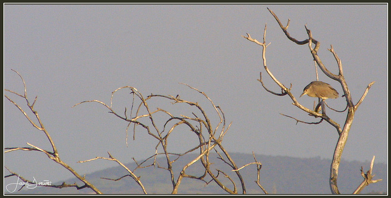 ?(Nycticorax nycticoras)?