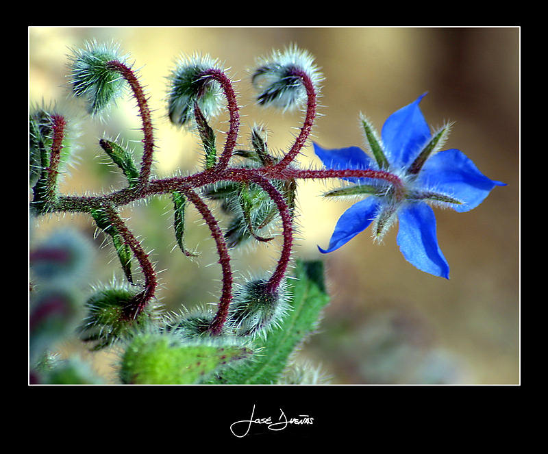  ?Borage (Borago officinalis)?