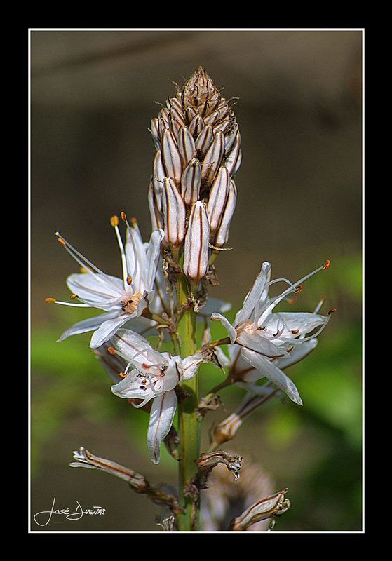  ?Asphodelus fistulosus ( Asphodel )?