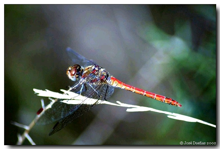  ?Dragonfly?