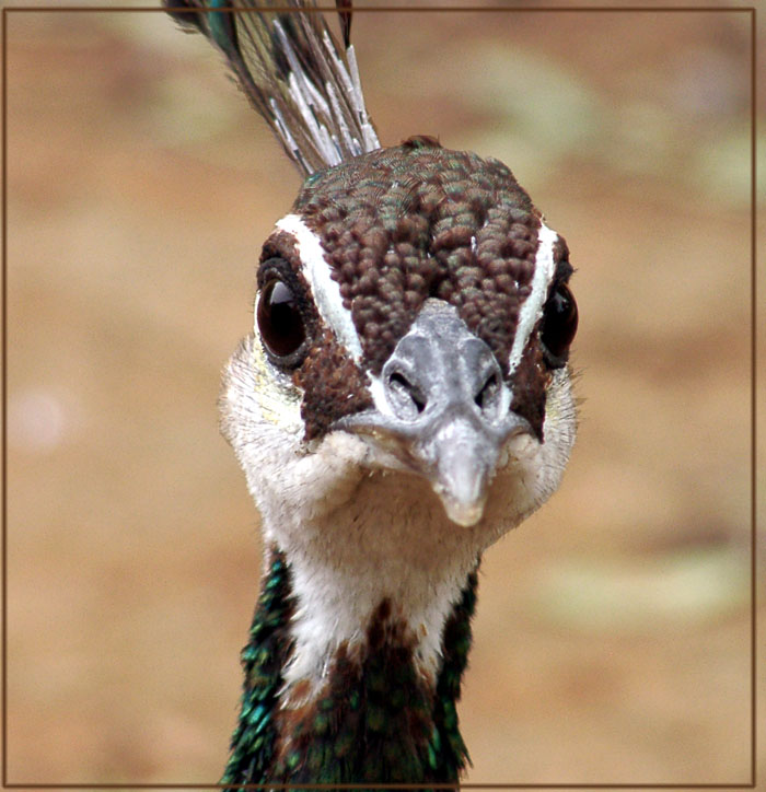  ?Peacock is majestic bird ...?