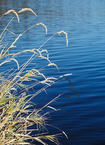  ?Weeds and Water?