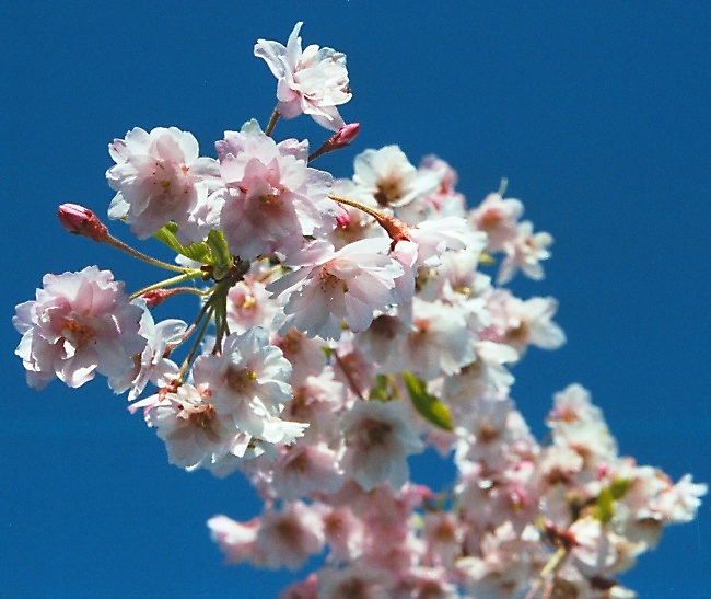  ?Celebration of Spring in Pink and Blue?