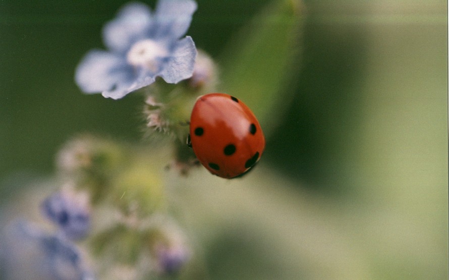 Lady-bird