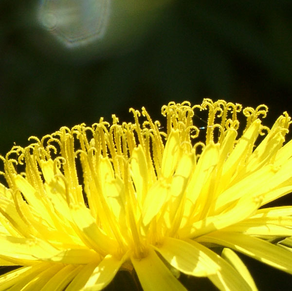 Solar bowl