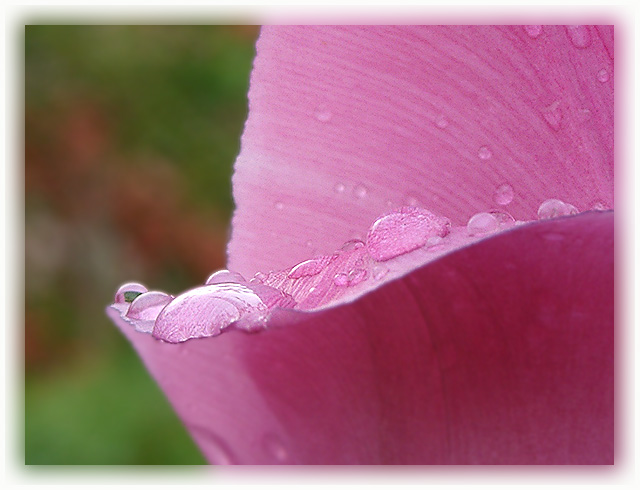 Pink pearls