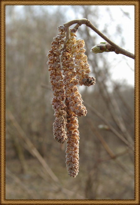 In the spring even trees want to carry ear rings