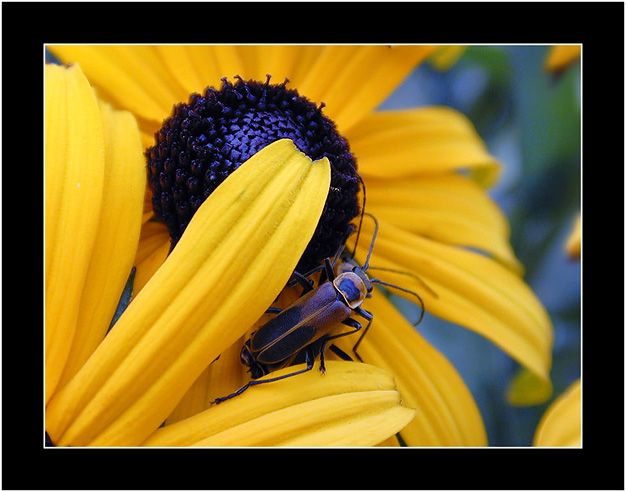 Blue & Yellow