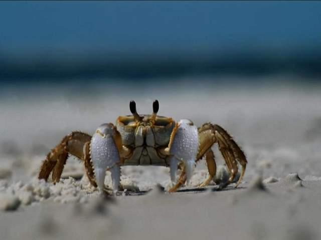   ...      -  crab...