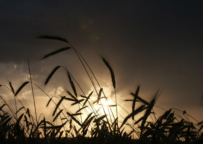 the rye field