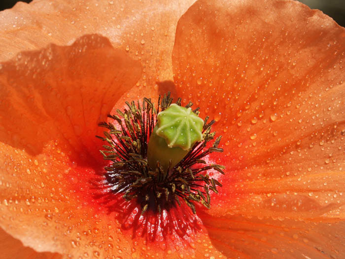 wild poppy