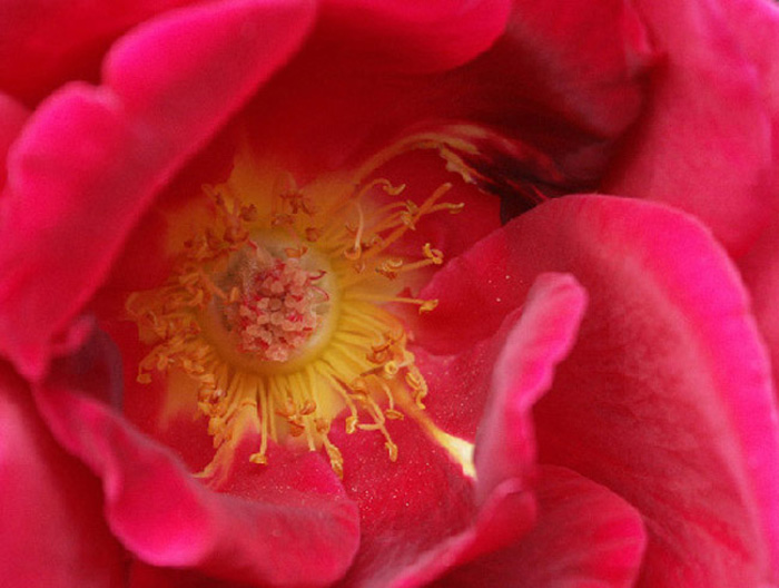 red velvet begonia