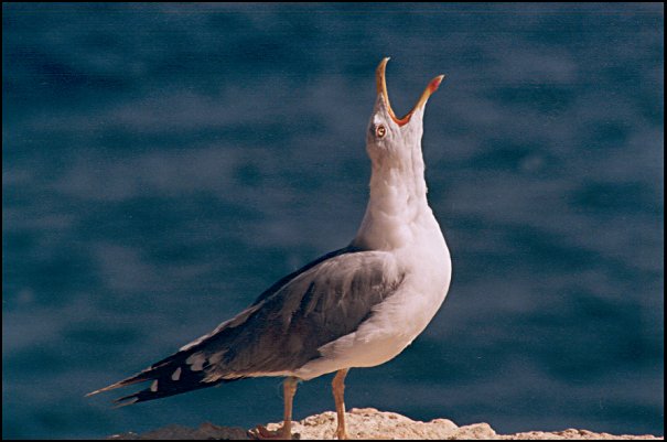 Seagull