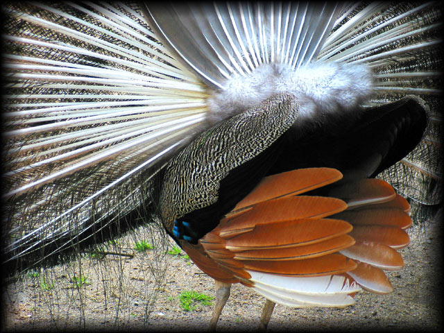 Reverse of the peacock.