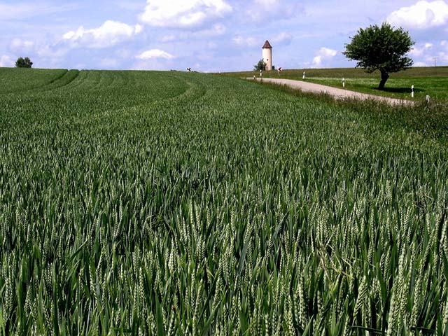 Summer in a field.