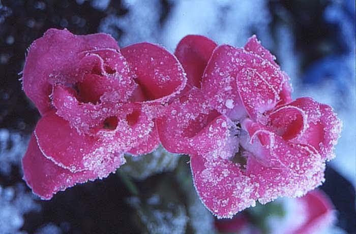 frosted flowers