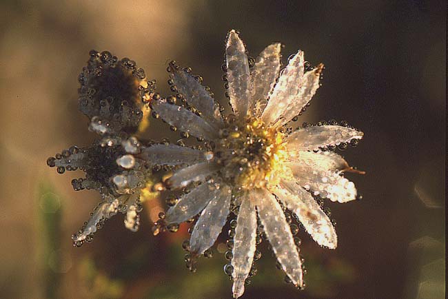 dew laden daisy